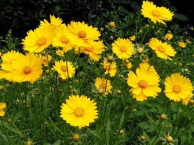 宿根花卉品种特色有哪些？