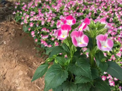 不同种类花卉对肥料的需求有哪些差异？