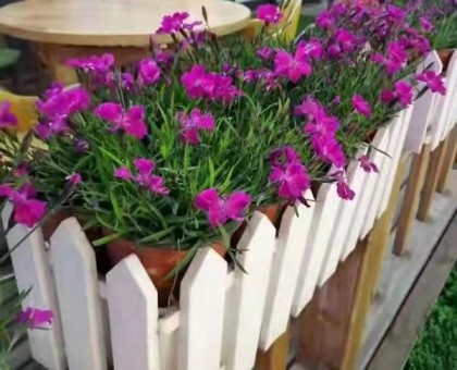 花卉租摆