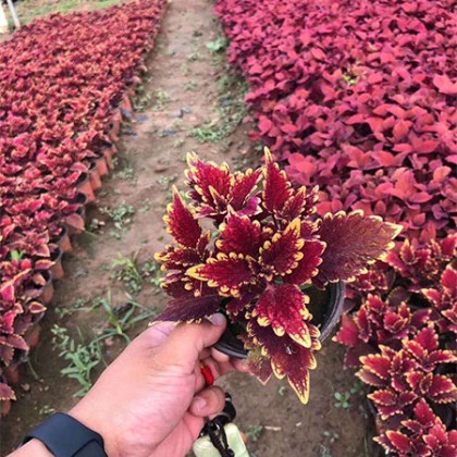 彩叶草