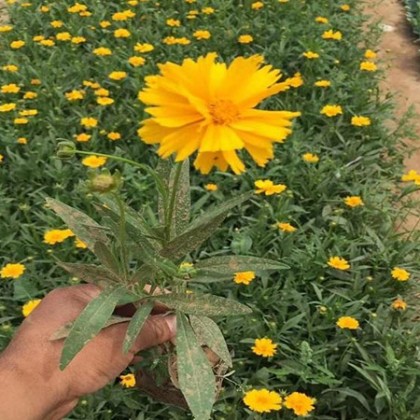 金鸡菊
