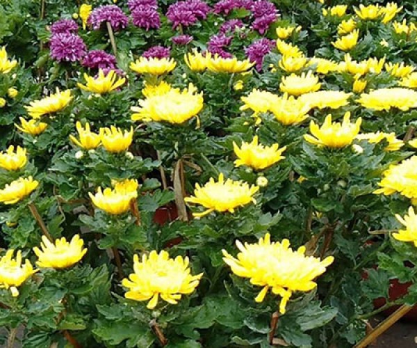 品种菊花
