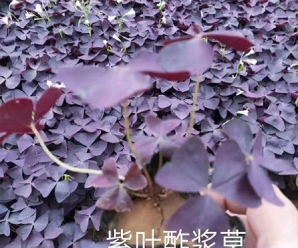 紫叶酢浆草