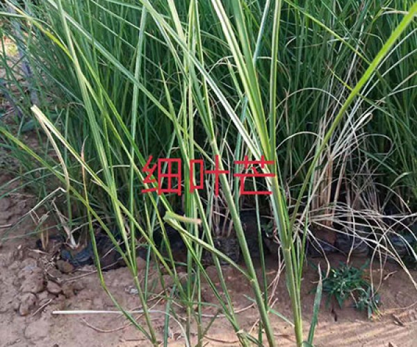 细叶芒