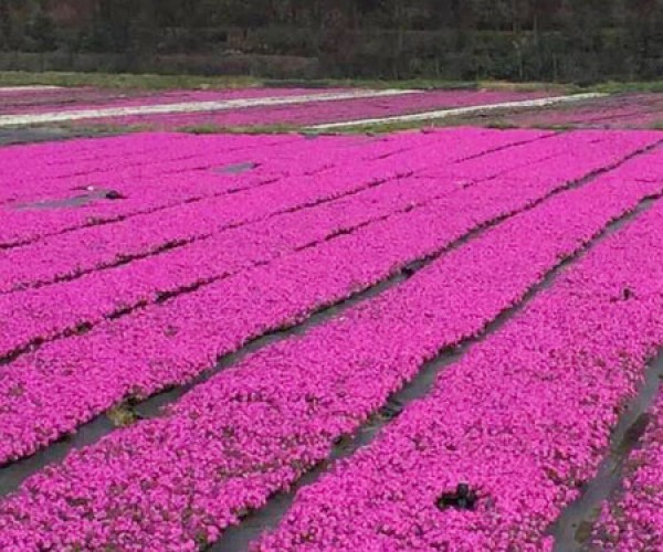 丛生福禄考花海