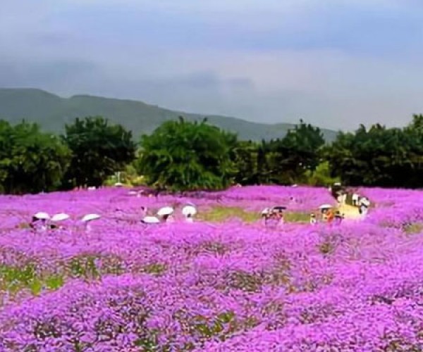马鞭草花海