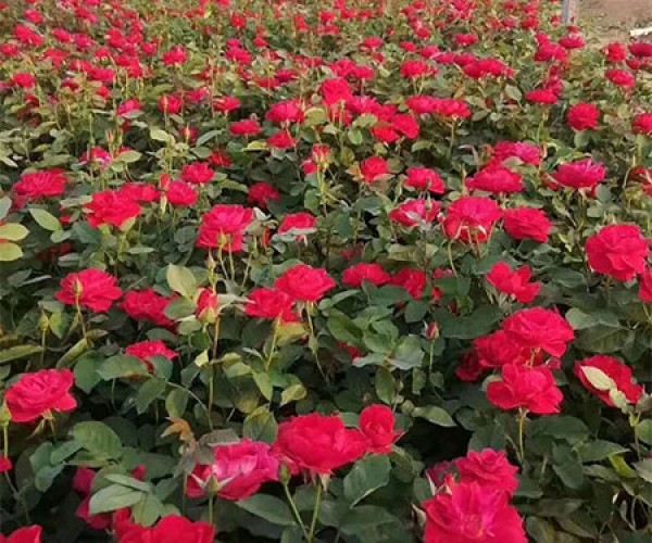红帽月季