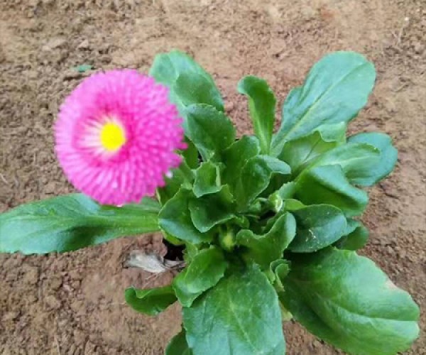 雏菊