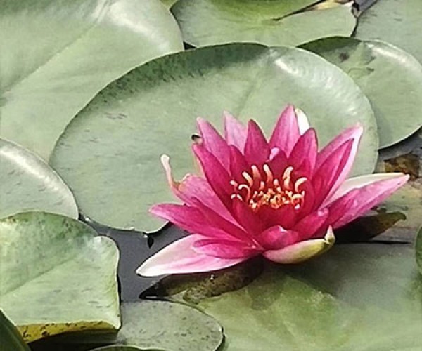 睡莲
