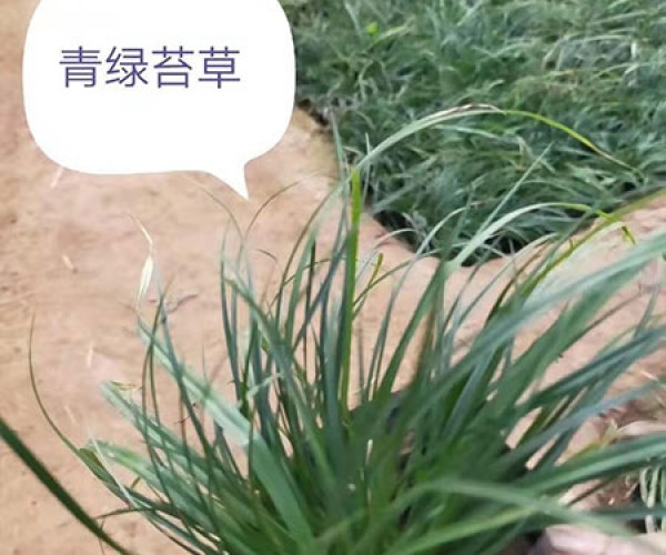 青绿苔草