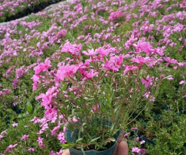 芝樱