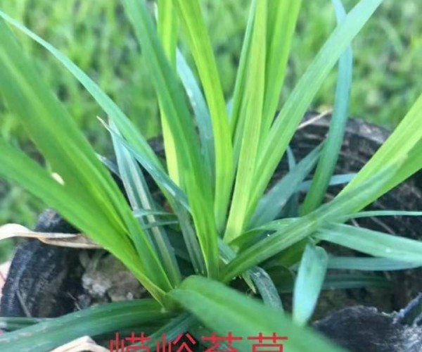 崂峪苔草