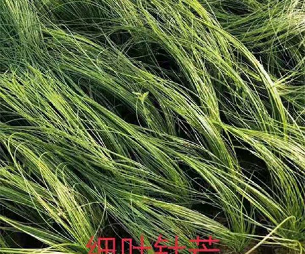 细叶针芒
