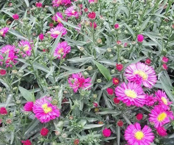 荷兰菊