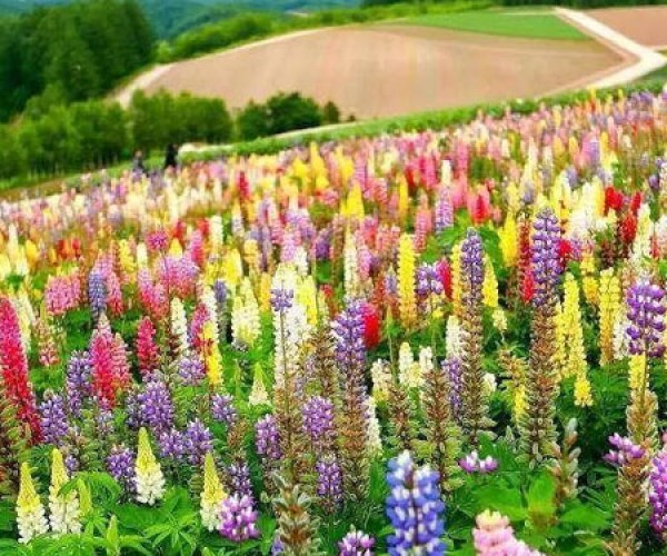 鲁冰花花海