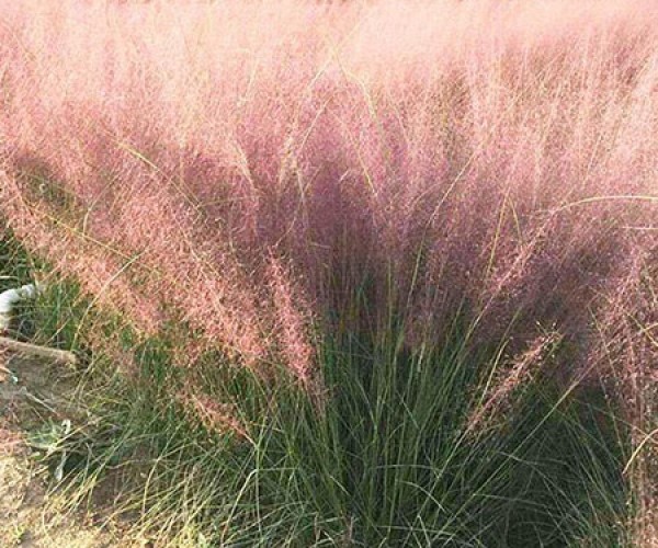粉黛乱子草