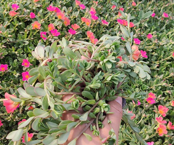 太阳花马齿笕